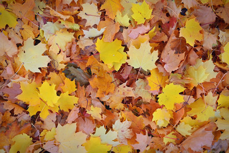 Autumn background. Beautiful colorful leaves in nature with the sun. Seasonal concept outdoors in...
