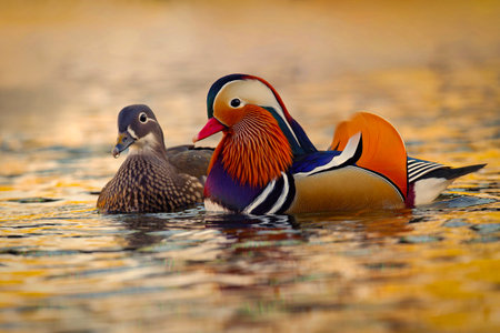 A colorful male mandarin duck. (Aix galericulata)の写真素材