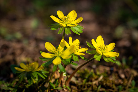 Beautiful spring yellow flower - Eranthis hyemalis.