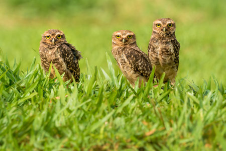 the awesome Burrowing owl near Foz de Iguazu. i discovered these guys while passing with a car. got back there the next morning and was able to take these pictures.の写真素材