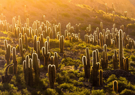 Cactuses in beautiful backlight, in the wild wonderland of Quebrada de Humahuaca in nothwestern Argentinaの写真素材