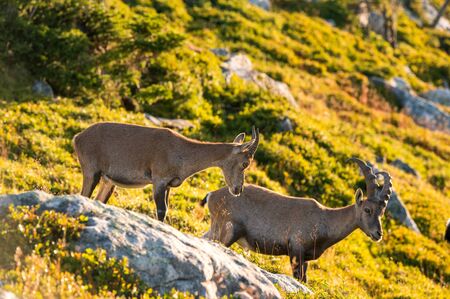 Steinbock Jungtier auf Alpwiese