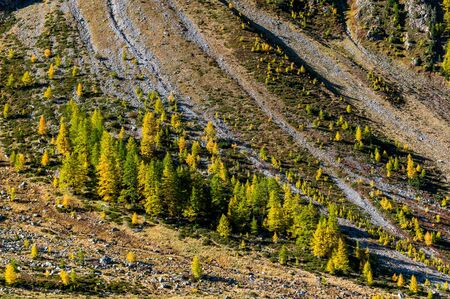 yellow larches in Val Zezninaの写真素材