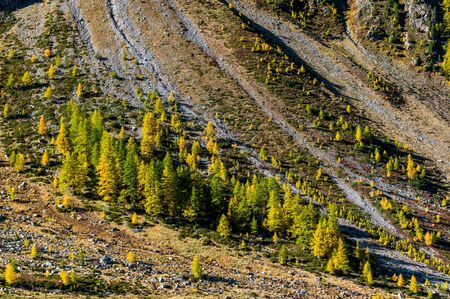 yellow larches in Val Zezninaの素材 [FY310132969462]