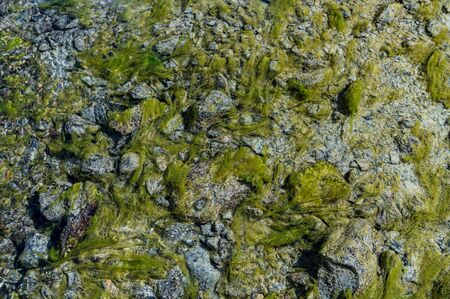 moss in Ova dal Munt mountain creek at Futschellas in Engadin