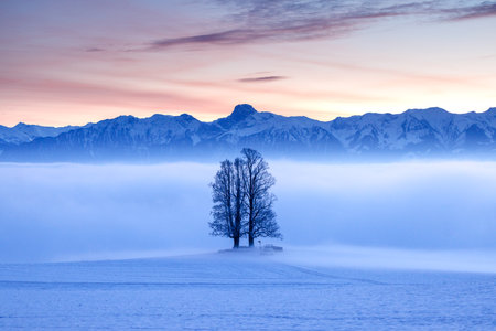 tilia tree standing in mist during blue hour in winter on BallenbÃ¼hl in Emmentalの写真素材