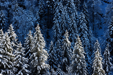 snow covered trees in idyllic winter landscape in Eriz