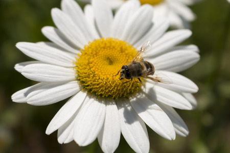  insect collects nectar from white flower in summer close upの写真素材