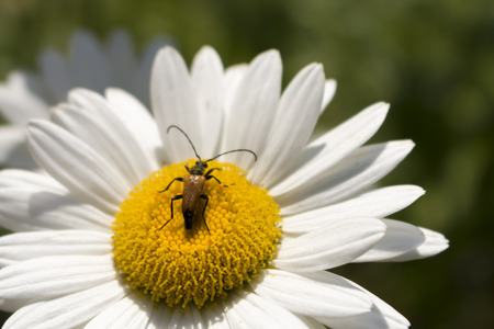  insect collects nectar from white flower in summer close upの写真素材