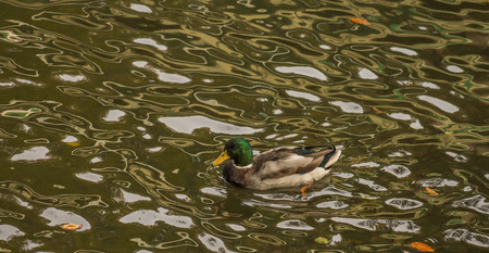 duck on the lakeの写真素材