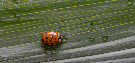 Close-up little ladybug on green plant leaf with water drops