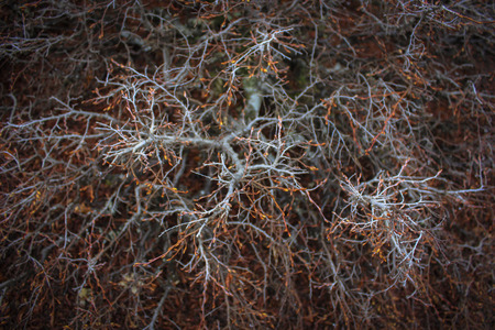 Detailed tree branches background