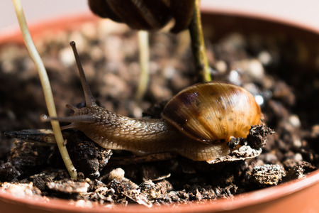 snail crawl and play in a pot with plantの写真素材