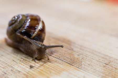 snail crawling on a wooden table close-up