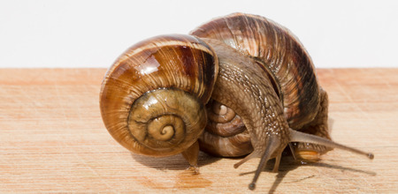 two snail crawl and play on the wooden tableの写真素材