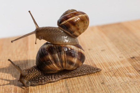 two snail crawl and play on the wooden tableの写真素材