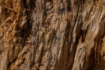 old rotten log close-upの写真素材