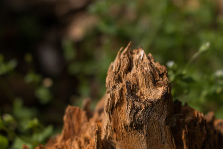 old rotten log close-upの写真素材