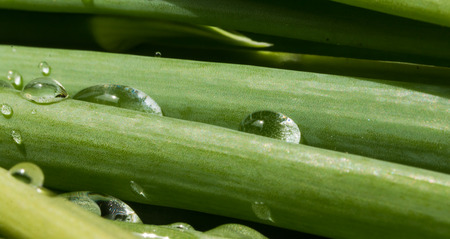 Leaves of onion closeup with water dropsの写真素材