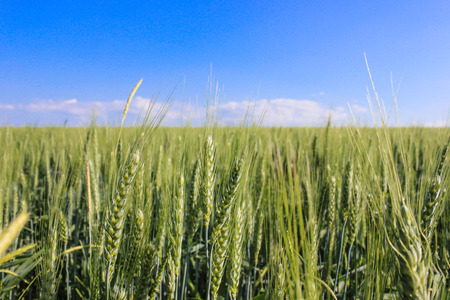 landscape wheat fields on a sunny summer dayの写真素材