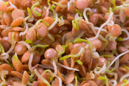 healthy food, sprouts red lentil close-up, macroの写真素材
