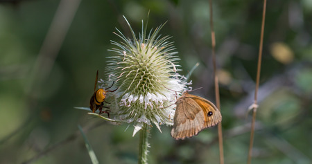 butterfly and fly perched on plantの写真素材