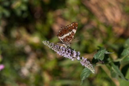 butterfly perched on plantの写真素材