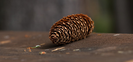 Wonderful pine cone close-upの写真素材