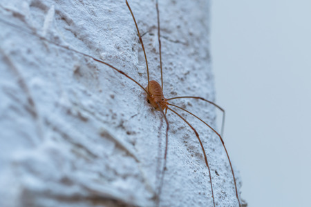 small spider on the wall close-upの写真素材