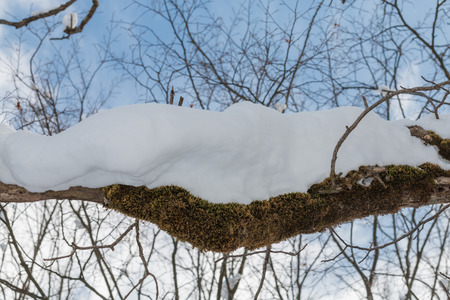 snowy winter branches background close-upの写真素材