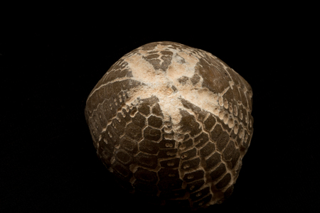 fossils of sea urchins close-up detail