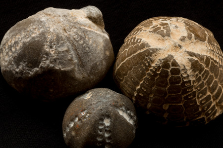 fossils of sea urchins close-up detailの写真素材