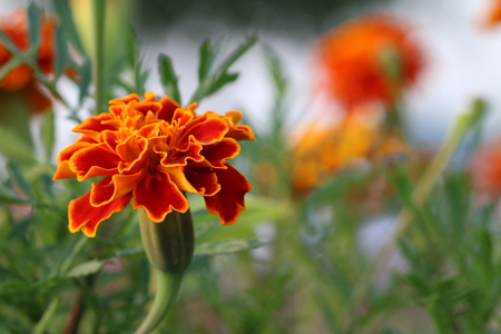Beautiful orange cloves in the gardenの写真素材