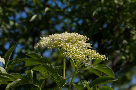 Elder flowers outdoors in springtime close-upの写真素材