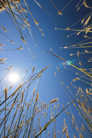 Cereal plant classes on a sunny dayの写真素材
