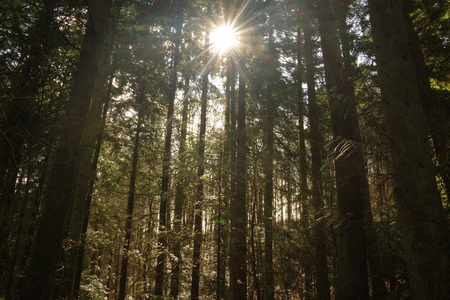 Sun is shining  in the forestの写真素材