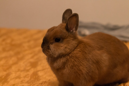 a little baby rabbit lying on the bedの写真素材