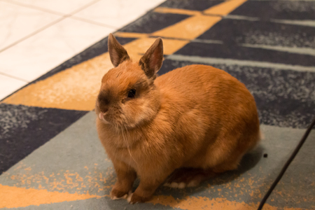 a little baby rabbit lying on the floorの写真素材