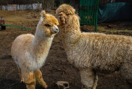 Two cute alpaca baby in the barn close upの写真素材