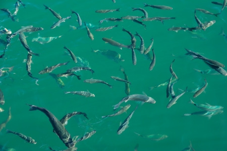 Fishes in harbor の写真素材