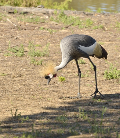 Cranes are a clade  of large, long-legged and long-necked birds in the group Gruiformes. の写真素材