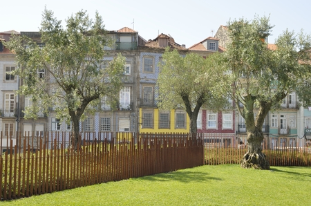 Olives trees in  plaza of Lisbon in Porto, Portugalのeditorial素材