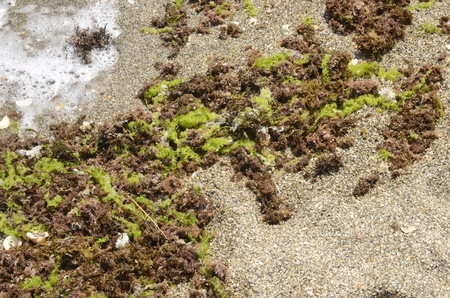 Seaweeds at the shore of  the beach in Marbella, Andalusia, Spain.の写真素材