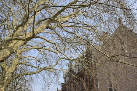 Trees without leaves in winter and brick buildings in Brugge, West Flanders, Belgium.の写真素材