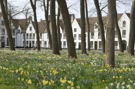 Brugge, Belgium - March 31, 2019: Meadow of flowers at the Princely Beguinage Ten Wijngaerde  in Brugge, West Flanders,Belgium.のeditorial素材