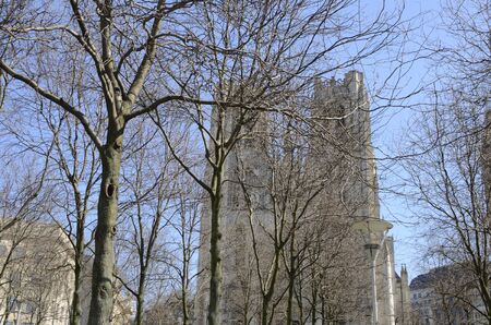 Deciduous naked tree with the Cathedral of Saint Michael and Saint Gudula at the background in Brussels, Belgium.の写真素材