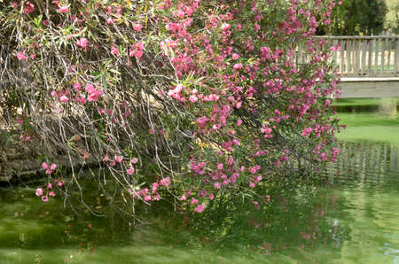 Pink flower bush next to green pond in park of Seville, Andalusia, Spain.の写真素材