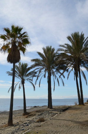 Palm trees on a cloudy day in a lonely beach located at Estepona, Malaga, Andalusia, Spain.の写真素材