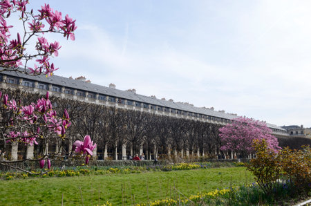 Paris, France - March 16, 2023: Pink flowers tree on grass at the Royal Palace gardens in Paris, France.のeditorial素材