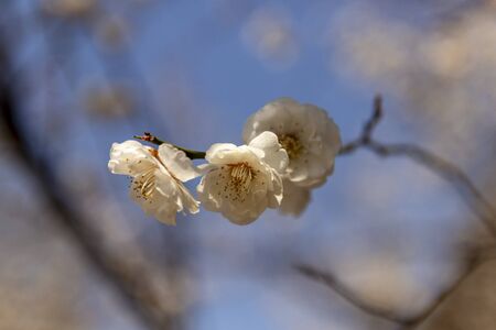 three white plum blossoms that glow brightly in the spring sunlightの写真素材